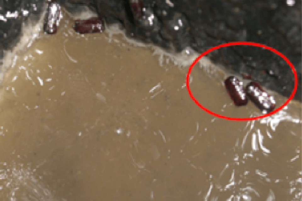 排水管から出てきたゴキブリの卵鞘