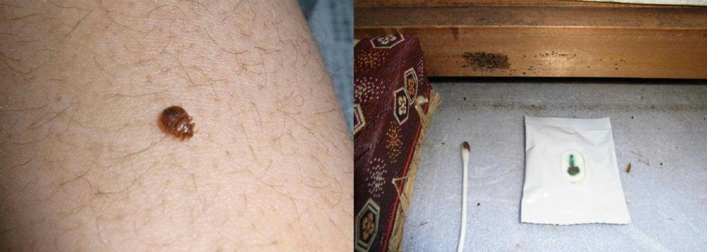 左：ルミノール反応による生息調査　右：腕上のトコジラミの様子