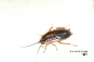 チャバネゴキブリの幼虫